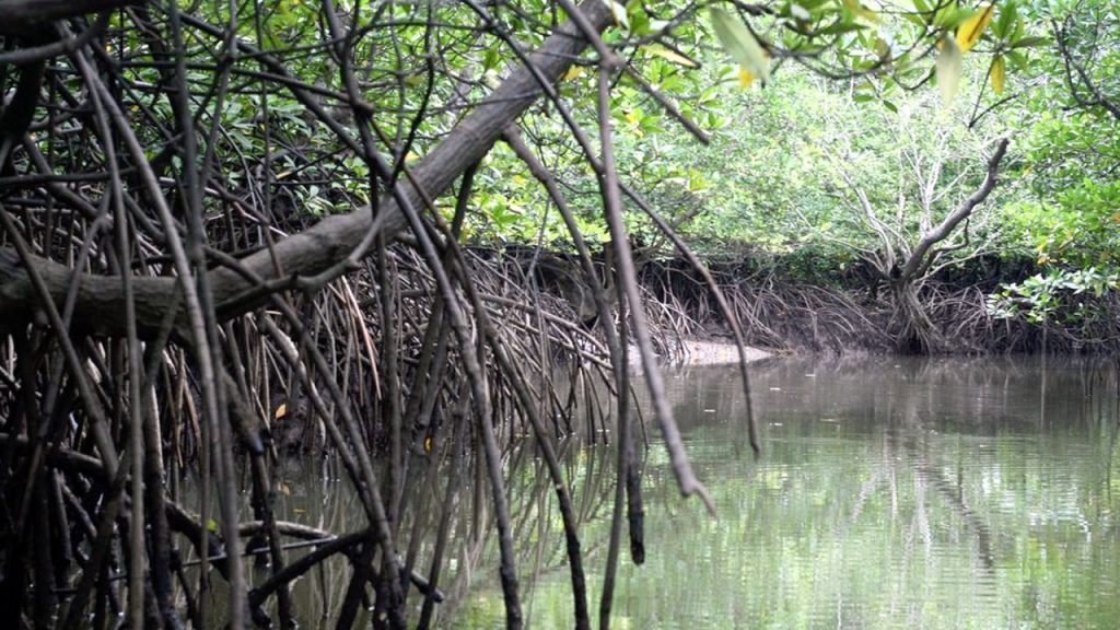 Mangroves in Fiji play a huge role in preserving their coastline and coral reefs