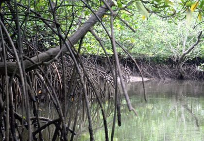 Mangroves in Fiji play a huge role in preserving their coastline and coral reefs