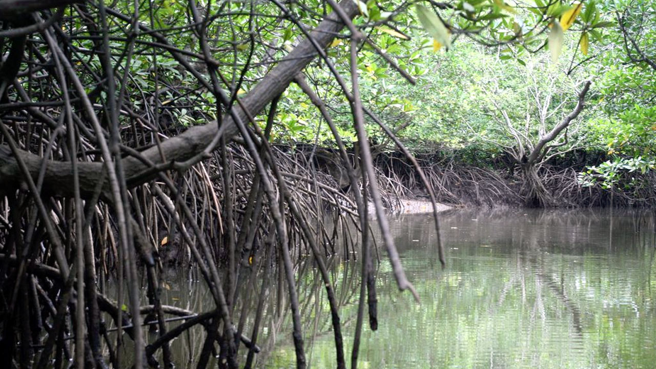 Mangroves in Fiji play a huge role in preserving their coastline and coral reefs