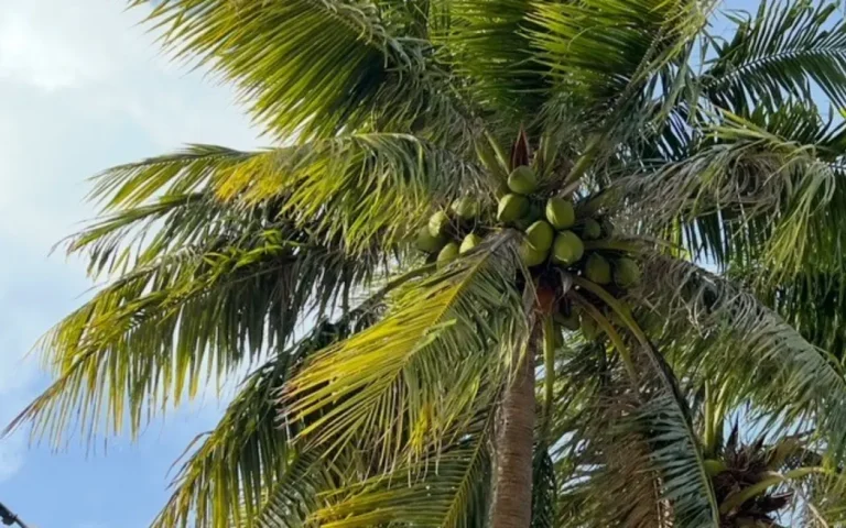 4KAEEUZ_cnmi_coco_2_png