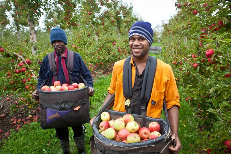 RSE Workers Motueka